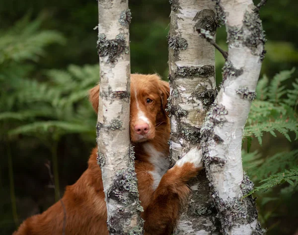 Pes se skrývá za stromem. Mokré skotského Retriever v přírodě. Chodit s pet, toller. — Stock fotografie