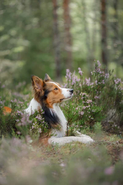 ヒースの森の中の犬。自然でかわいいボーダー ・ コリー犬。あなたのペットと一緒に歩く — ストック写真