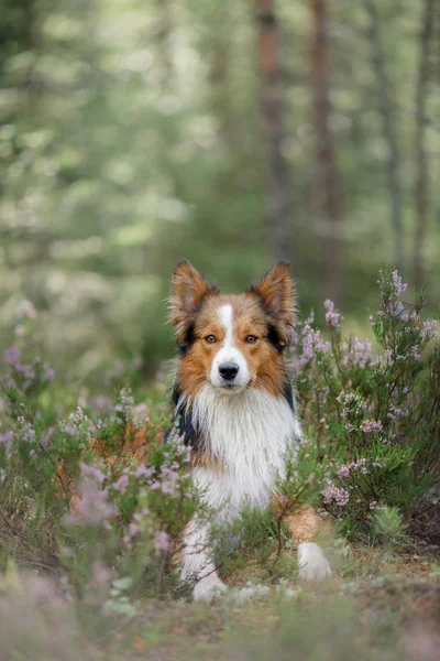 ヒースの森の中の犬。自然でかわいいボーダー ・ コリー犬。あなたのペットと一緒に歩く — ストック写真