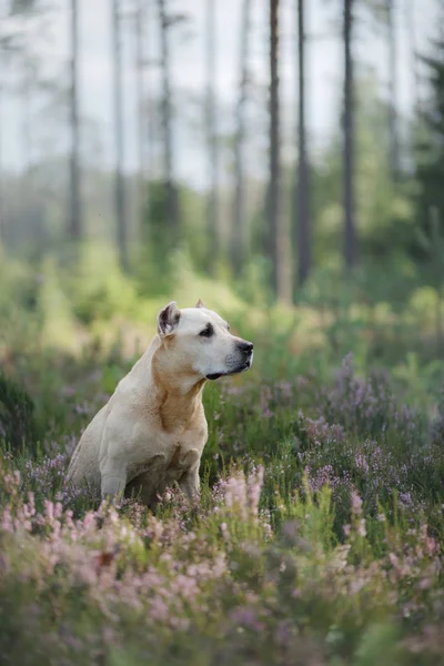 Hund im Wald in der Heide. niedlichen Pitbull Terrier auf die Natur. Spaziergang mit Ihrem Haustier — Stockfoto