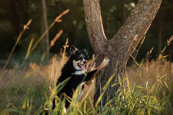 Perro en el bosque los peeps. borde tricolor collie en la naturaleza. Mascota para un paseo —  Fotos de Stock