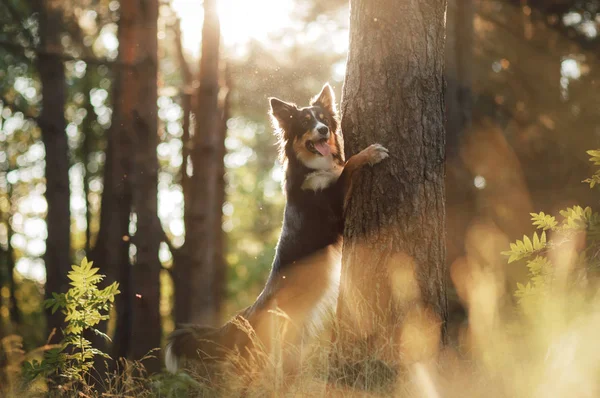 Hond in het bos de peeps. Tricolor Bordercollie in de natuur. Huisdier voor een wandeling — Stockfoto