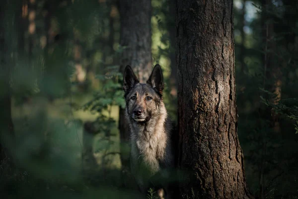 Perro en el bosque se asoma. Pastor alemán en la naturaleza. mascota mística —  Fotos de Stock