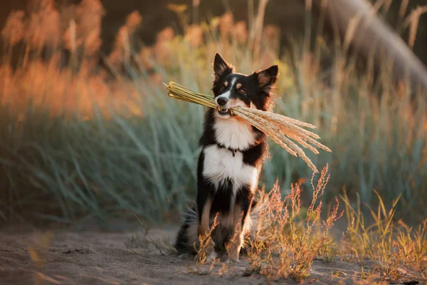 Le chien tient une fleur dans ses dents. Bordure obéissante Collie dans la nature par temps ensoleillé . — Photo