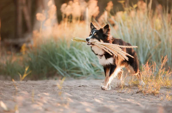 狗在牙齿上拿着一朵花。阳光明媚的天气中的自然服从边境小马. — 图库照片