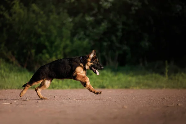 Piccolo cucciolo di pastore tedesco che gioca nella natura. Felice animale domestico — Foto Stock