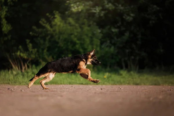 Cachorrito de pastor alemán jugando en la naturaleza. Feliz mascota — Foto de Stock