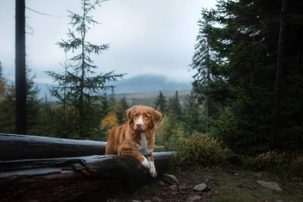 Cão na floresta encontra-se em um log. Nova Escócia Duck Tolling Retriever na natureza. Viagem para animais — Fotografia de Stock