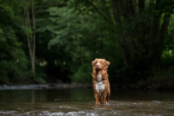 Köpek suda duruyor. Doğada nehirde Evcil hayvan. Nova Scotia Duck Tolling Retriever, Toller — Stok fotoğraf