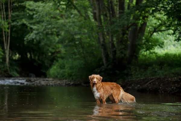 Hunden står i vattnet. Hus djur på floden i naturen. Nova Scotia Duck Tolling Retriever, Toller — Stockfoto