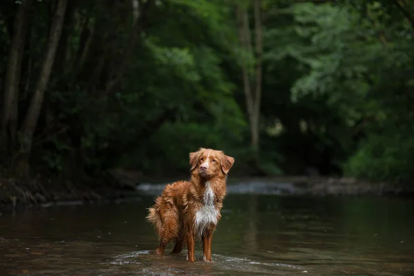 The dog is standing in the water. Pet at the river in nature. Nova Scotia Duck Tolling Retriever, Toller — Stock Photo, Image