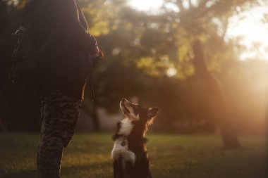 gün batımında köpek. Doğada yürüyüş için Pet. Sınır Collie