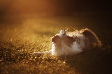gün batımında köpek. Doğada yürüyüş için Pet. Sınır Collie