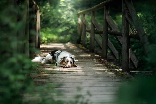 Australian Shepherd hund ligger på trä broar i skogen. — Stockfoto