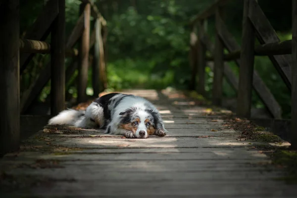 Australian Shepherd Dog is liggend op houten bruggen in het bos. — Stockfoto