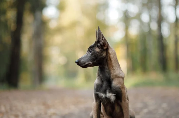 Портрет бельгийского щенка-пастуха в природе — стоковое фото