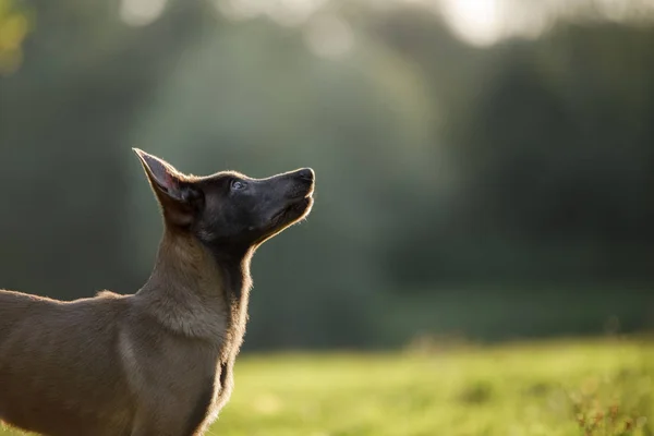 Портрет бельгийского щенка-пастуха в природе — стоковое фото