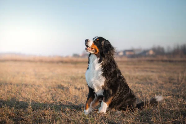 Hund in der Natur. Porträt Berner Sennenhund im Feld — Stockfoto