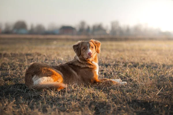 Nowa Szkocja kaczka Tolling Retriever pies w polu. PET na spacer, — Zdjęcie stockowe