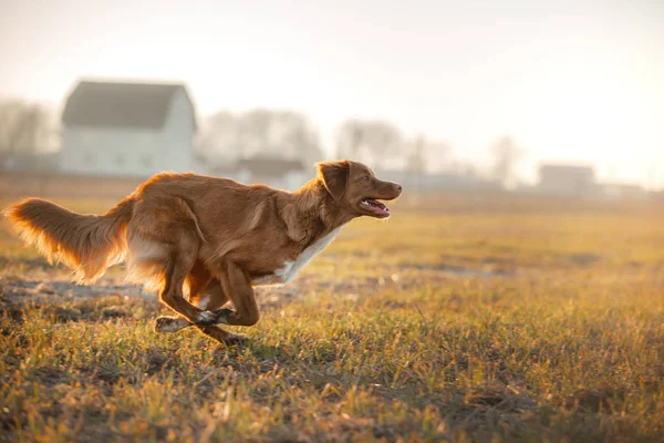 Nova scotia Ente Maut Retriever Hund auf dem Feld. Haustier für einen Spaziergang — Stockfoto
