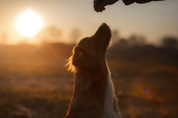 Portrait of a dog on the nature at sunset. Nova Scotia Duck Tolling Retriever — Stock Photo, Image