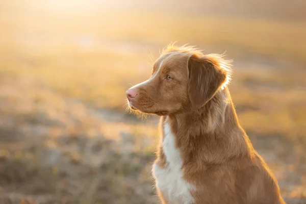 Porträt eines Hundes in der Natur bei Sonnenuntergang. Nova scotia duck Maut-Retriever — Stockfoto