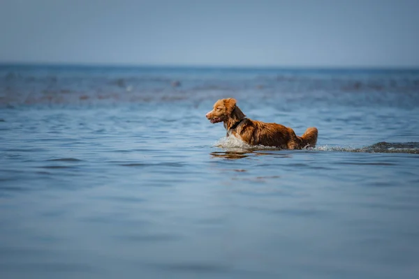 Nova Scotia Duck Tolling Retriever Dog in the water. Pet jumps into the sea. — Stock Photo, Image