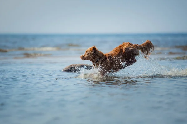 Nova Scotia Duck Tolling Retriever Dog in the water. Pet jumps into the sea. — Stock Photo, Image