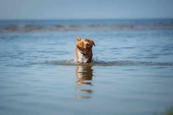 Nova Scotia Duck Tolling Retriever pies w wodzie. Zwierzę wskakuje do morza. — Zdjęcie stockowe