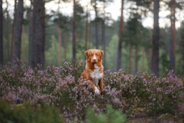 Heather renklerde Toller köpek. Ormanın içinde a evde beslenen hayvan ile yürümek. Yolculuk