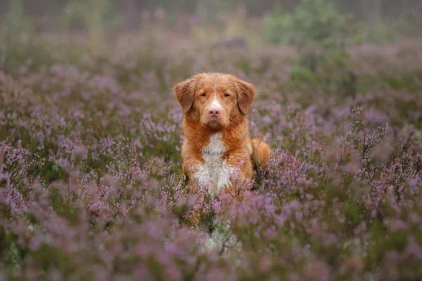 Toller cão em cores urze. caminhar com um animal de estimação na floresta. Viagem — Fotografia de Stock