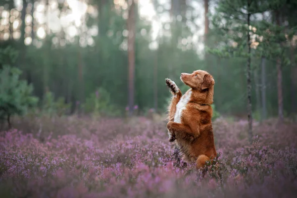 Toller hond in Heide kleuren. lopen met een huisdier in het forest. Op reis gaat — Stockfoto
