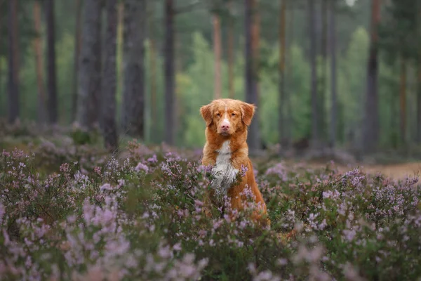 Пёс-толлер в вересковых цветах. гулять с домашним животным в лесу. Путешествие — стоковое фото