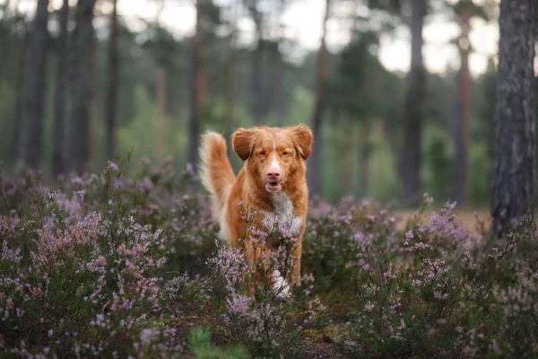 Toller cão em cores urze. caminhar com um animal de estimação na floresta. Viagem — Fotografia de Stock