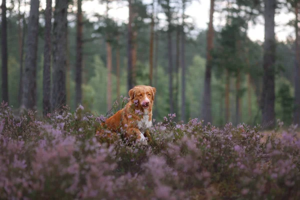 Toller cão em cores urze. caminhar com um animal de estimação na floresta. Viagem — Fotografia de Stock