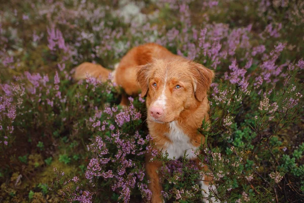 Perro Toller en colores brezo. caminar con una mascota en el bosque. Viaje. — Foto de Stock