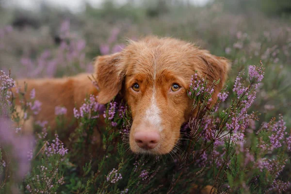 Toller hund i Ljung färger. promenad med en sällskapsdjur i skogen. Resa — Stockfoto