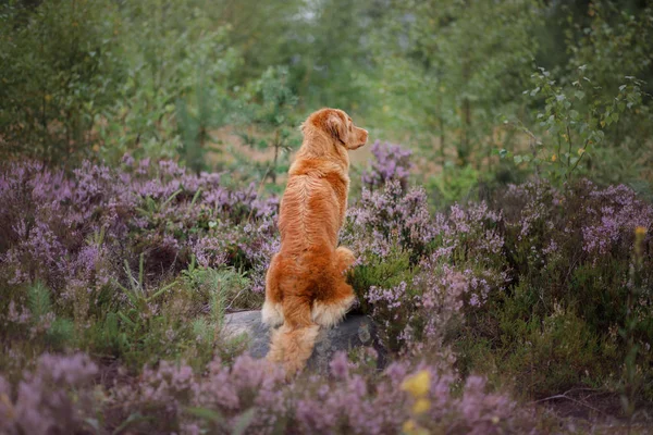 Tollerer Hund in Heidekrautfarben. Spaziergang mit einem Haustier im Wald. Reise — Stockfoto