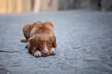 Nova Scotia Duck Tolling Retriever Köpek şehirde. Evcil hayvanla seyahat edin. Eski şehir