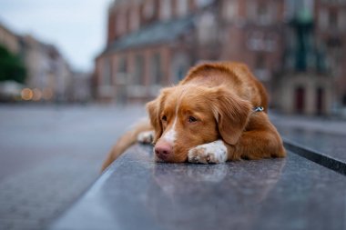 Nova Scotia Duck Tolling Retriever Köpek şehirde. Evcil hayvanla seyahat edin. Eski şehir