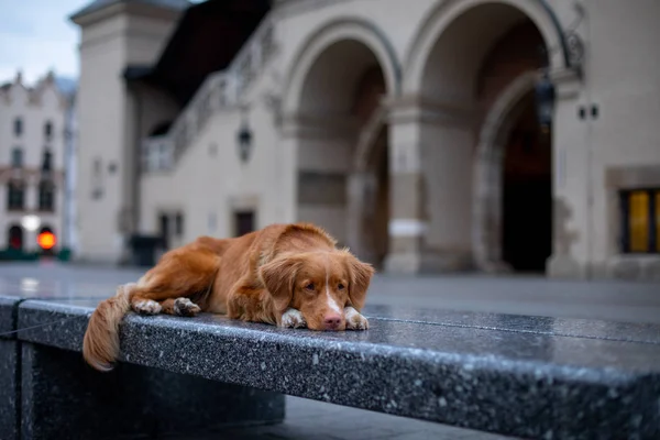 Nova Scotia Duck Tolling Retriever Dog in the city. Travel with a pet. Old city — Stock Photo, Image