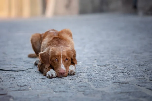 Nova Scotia Duck Tolling Retriever Dog in the city. Travel with a pet. Old city — Stock Photo, Image