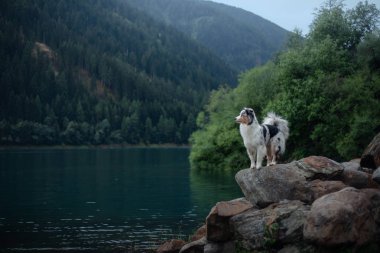 Avustralya çoban dağlarının arka plan üzerinde bir kaya üzerinde duruyor. Doğada Köpek seyahat Pet