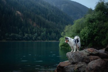 Avustralya çoban dağlarının arka plan üzerinde bir kaya üzerinde duruyor. Doğada Köpek seyahat Pet
