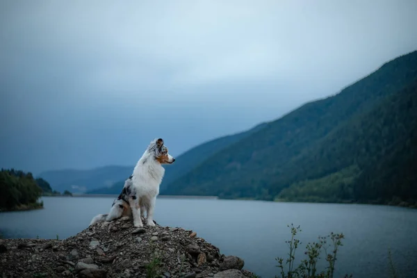 Australian Shepherd standing on a rock on a background of mountains. Dog travel Pet in nature — Stock Photo, Image