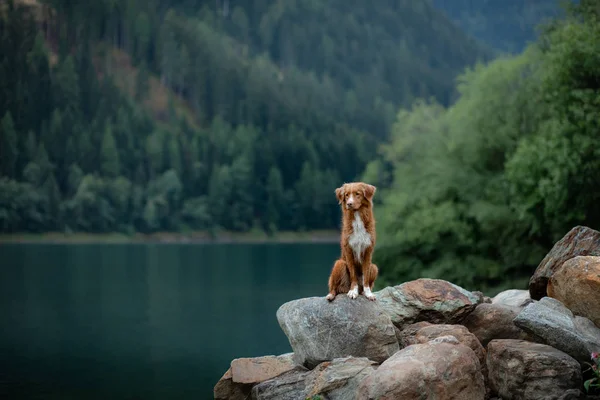 Australischer Hirte, der auf einem Felsen vor einem Hintergrund von Bergen steht. Hund reist Haustier in der Natur — Stockfoto