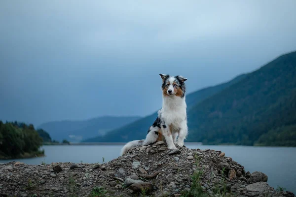 Pastor australiano em pé sobre uma rocha em um fundo de montanhas. Viagem de cão Pet na natureza — Fotografia de Stock