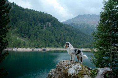 Göl kenarında doğada Avustralya Çoban. Dağlarda bir köpekle seyahat etmek. Evcil Hayvan Macerası