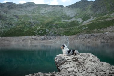 Göl kenarında doğada Avustralya Çoban. Dağlarda bir köpekle seyahat etmek. Evcil Hayvan Macerası