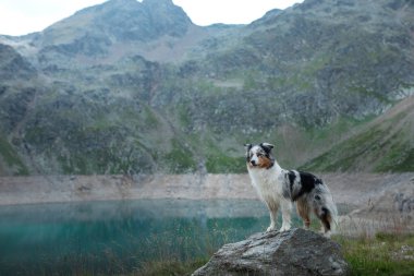 Göl kenarında doğada Avustralya Çoban. Dağlarda bir köpekle seyahat etmek. Evcil Hayvan Macerası